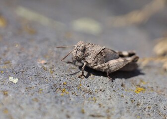 macro shot of a grasshopper