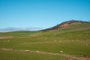 Fototapeta premium Merino sheep, grazing and eating grass under a pivot irrigation in tasmania australia in spring
