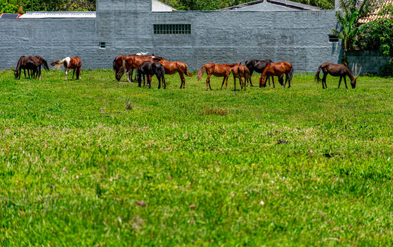 cavalos pastando
