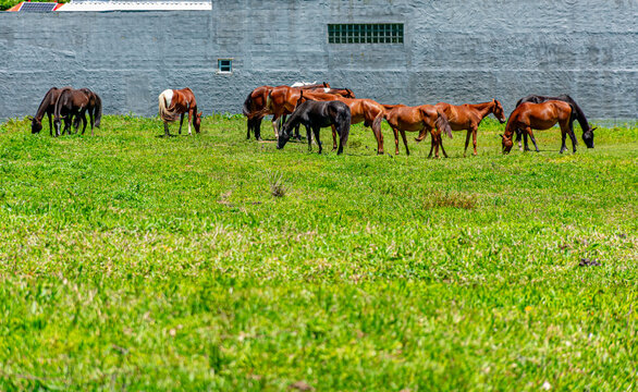 cavalos no pasto