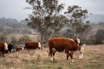 Obraz premium sustainable holistic livestock farm with cattle grass fed. cows in a field grazing on pasture