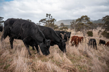 sustainable holistic livestock farm with cattle grass fed. cows in a field grazing on pasture