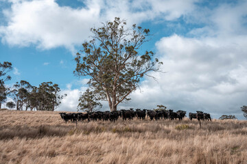 sustainable holistic livestock farm with cattle grass fed. cows in a field grazing on pasture