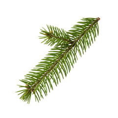 pine branch