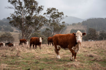 Obraz premium sustainable holistic livestock farm with cattle grass fed. cows in a field grazing on pasture