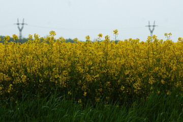 Obraz premium Field of vibrant rapeseed flowers with power lines in the distance under an overcast sky