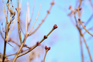 Spring catkins on tree branch against blue sky