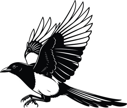Flying magpie drawing vector illustration black and white bird art print eps silhouette