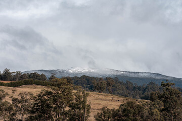 snow on a mountain over a farm, Cow herd below in a field grazing on grass. snowy hill above a farm in tasmania australia