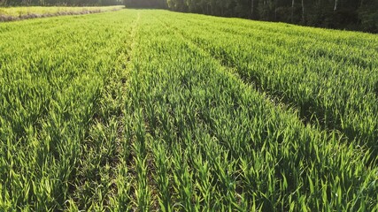 Green vegetation rows leading into dense woods