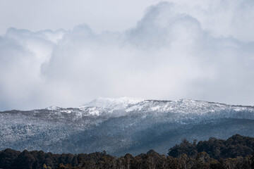 snow on a mountain over a farm, Cow herd below in a field grazing on grass. snowy hill above a farm in tasmania australia