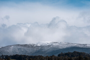 snow on a mountain over a farm, Cow herd below in a field grazing on grass. snowy hill above a farm...