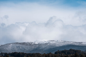 snow on a mountain over a farm, Cow herd below in a field grazing on grass. snowy hill above a farm...