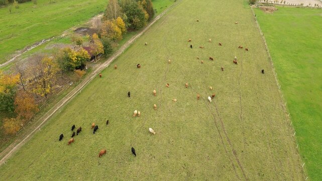 Fluffy cows grazing in rural landscape. - Powered by Adobe