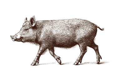 Boar, wild boar, hog, wild pig, sketch. Vintage retro print, wild boar, forest pig sketch ink style drawing, linear drawing, engrave old school. Sketch artwork silhouette wild ho pig. Illustration