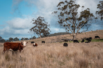 sustainable holistic livestock farm with cattle grass fed. cows in a field grazing on pasture