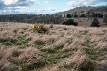 Fototapeta premium green grass pasture and grasses on a regenerative farm. native plants storing carbon in the soil