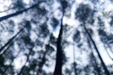 View of pine trees from the bottom angle