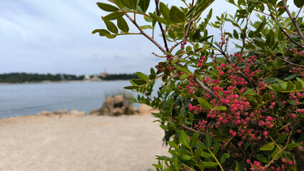 bush with red berries growing by the sea