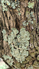 tree bark of olive tree with green moss close up