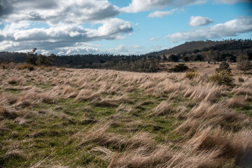 green grass pasture and grasses on a regenerative farm. native plants storing carbon in the soil