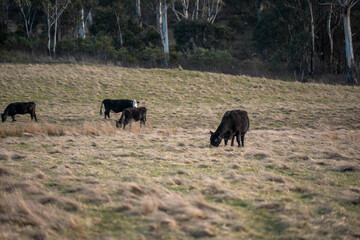 sustainable holistic livestock farm with cattle grass fed. cows in a field grazing on pasture