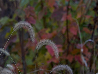 Foxtail Grass Against Autumn Colors