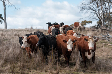sustainable holistic livestock farm with cattle grass fed. cows in a field grazing on pasture