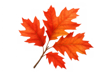 Oak leaves turning vibrant orange and red showcasing the beautiful colors of autumn season