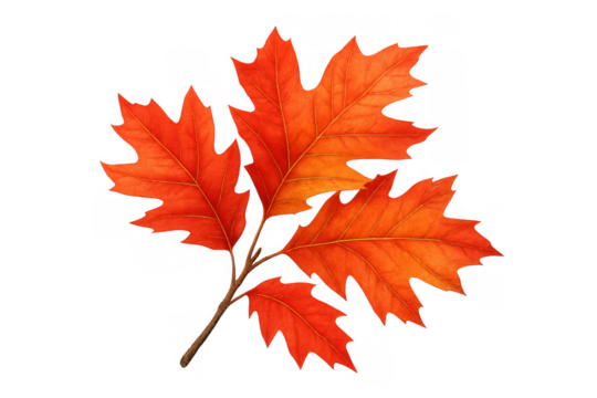 Oak leaves turning vibrant orange and red showcasing the beautiful colors of autumn season