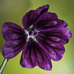 Malve - Malva (Gattung) - Familie Malvaceae