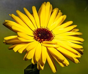 Ringelblume - Calendula (Gattung) - Familie Asteraceae