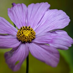 Kosmee - Cosmos (Gattung) - Familie Asteraceae