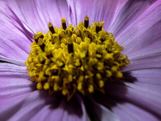 Kosmee - Cosmos (Gattung) - Familie Asteraceae