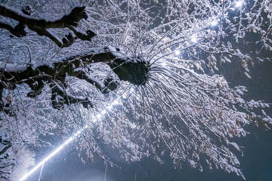 Snow-covered tree branches illuminated at night