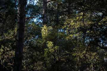 eucalyptus gum trees growing in a bush forest with oulther species of plants, native to Australia with the blue sky behind their leaves as they blow in the wind