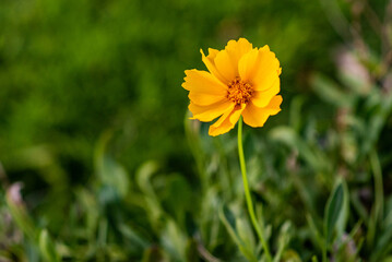 Yellow Flower  4
