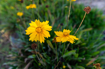 Yellow Flower 1