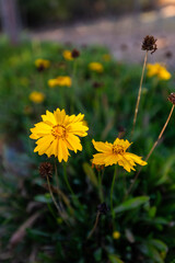 Yellow Flower  2