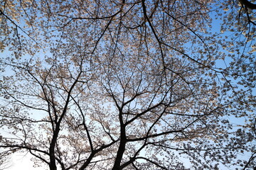 見上げる桜