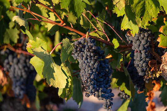 Vineyard grapes during golden hour in Ribera del Duero