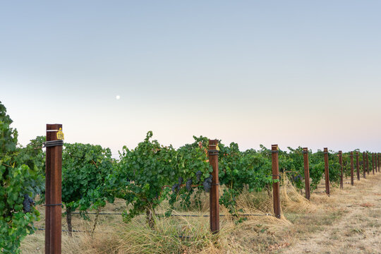 Vineyard in Ribera del Duero at golden hour