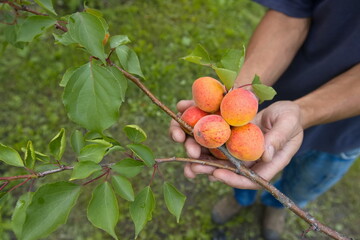 Growing apricots. Close-up. A man's palms hold a bunch of ripe apricots on a tree branch.
