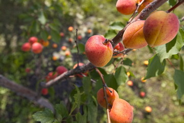Growing apricots. Close-up. Ripe and juicy orange-red apricots grow on a tree branch. Ripe apricots lie on the ground near the tree.