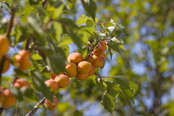 Growing apricots. Сlose-up. Tree branches with ripe apricots. 