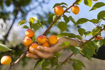 Growing apricots. Сlose-up. A woman's hand touches ripe apricots on a tree branch.