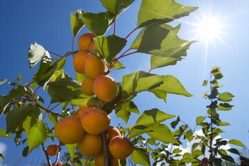 Growing apricots. Сlose-up. Tree branches with ripe apricots against the sky and bright sun.