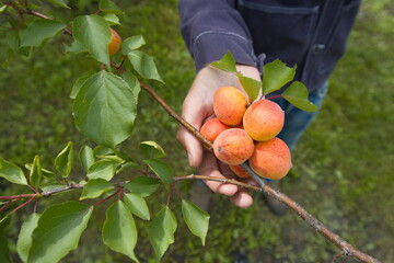 Growing apricots. Close-up.  A man's hand touches ripe and juicy orange-red apricots on a tree branch.