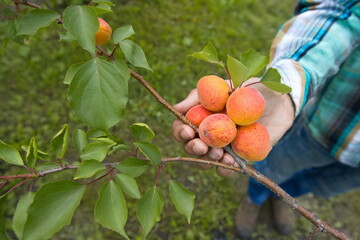 Growing apricots. Close-up. A man's hand touches ripe and juicy orange-red apricots on a tree branch.