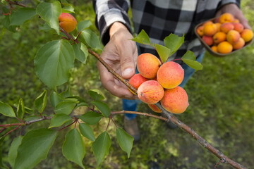 Picking apricots. Сlose-up. Apricots grow on a branch. A man's hand holds an apricot ready to pick it and place it in a bowl.